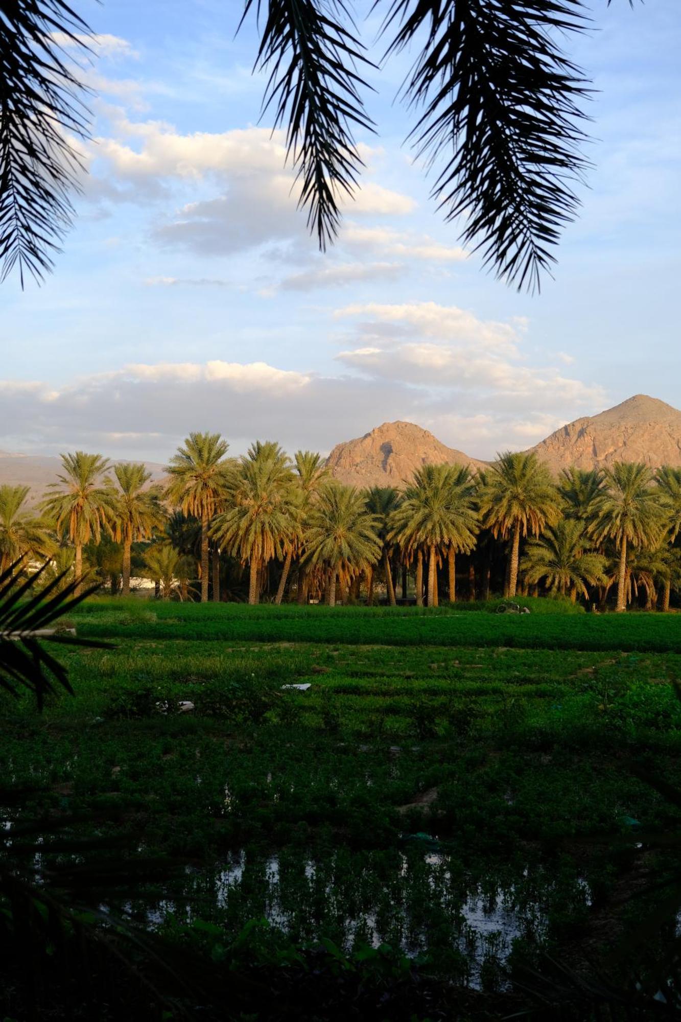 Nature House * Al Hamra